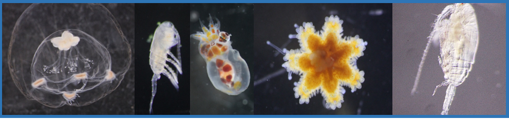 zooplankton photos